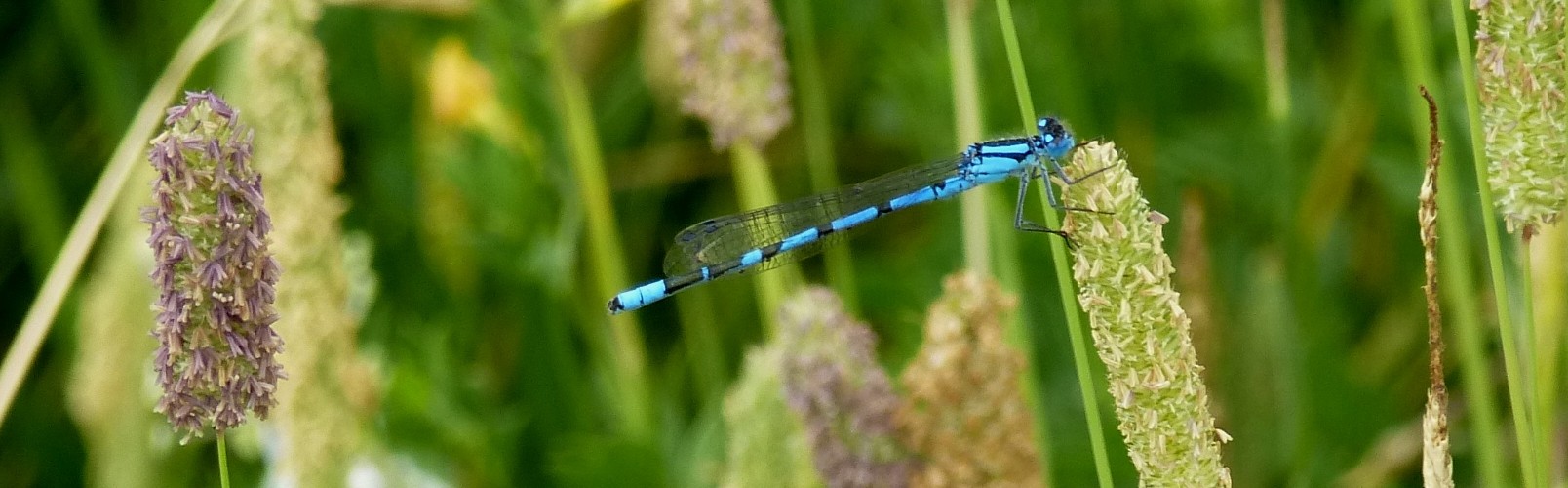 Wildlife at Jacob Smith Park