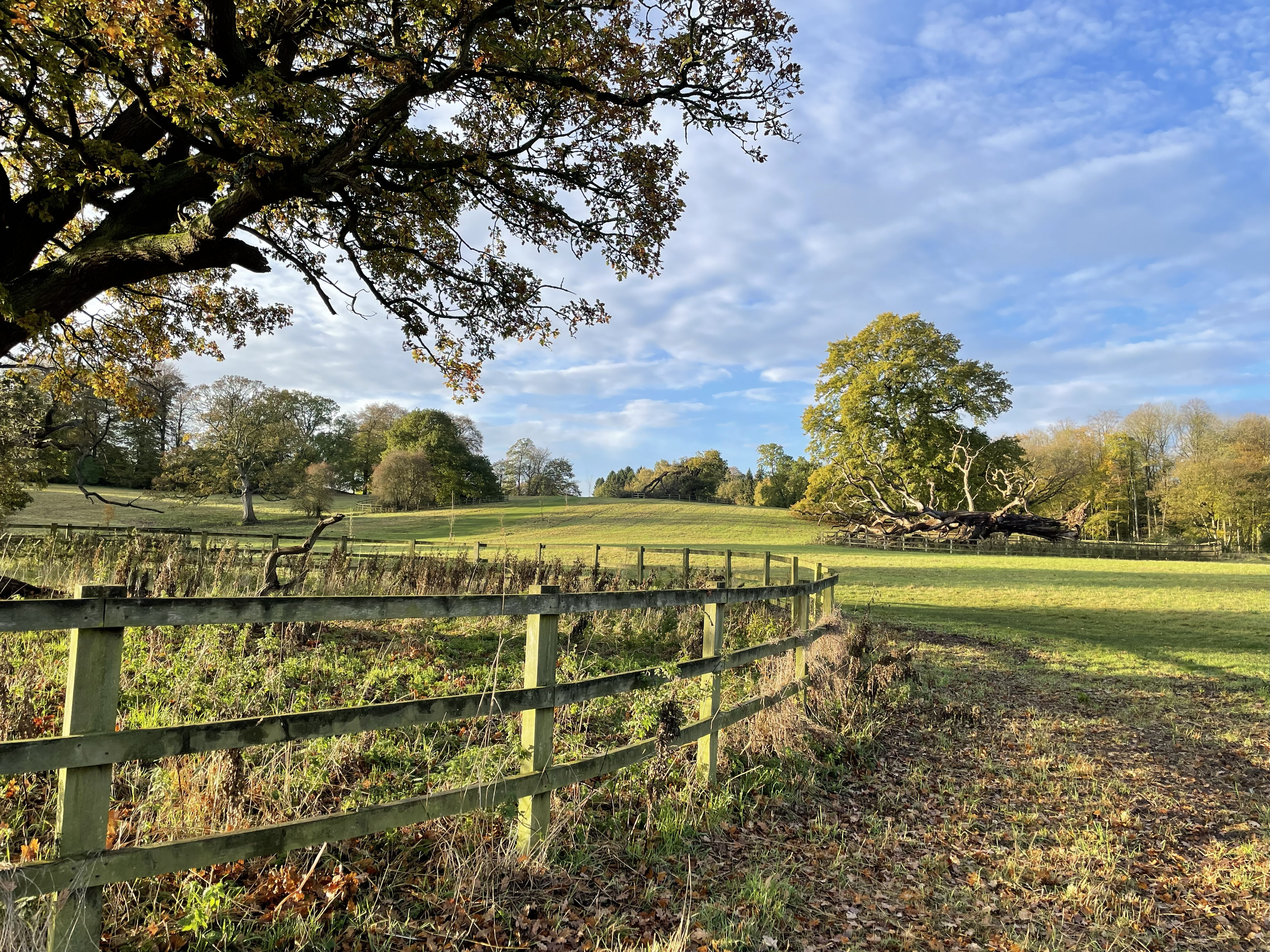 Autumn gold across the parkland fence line