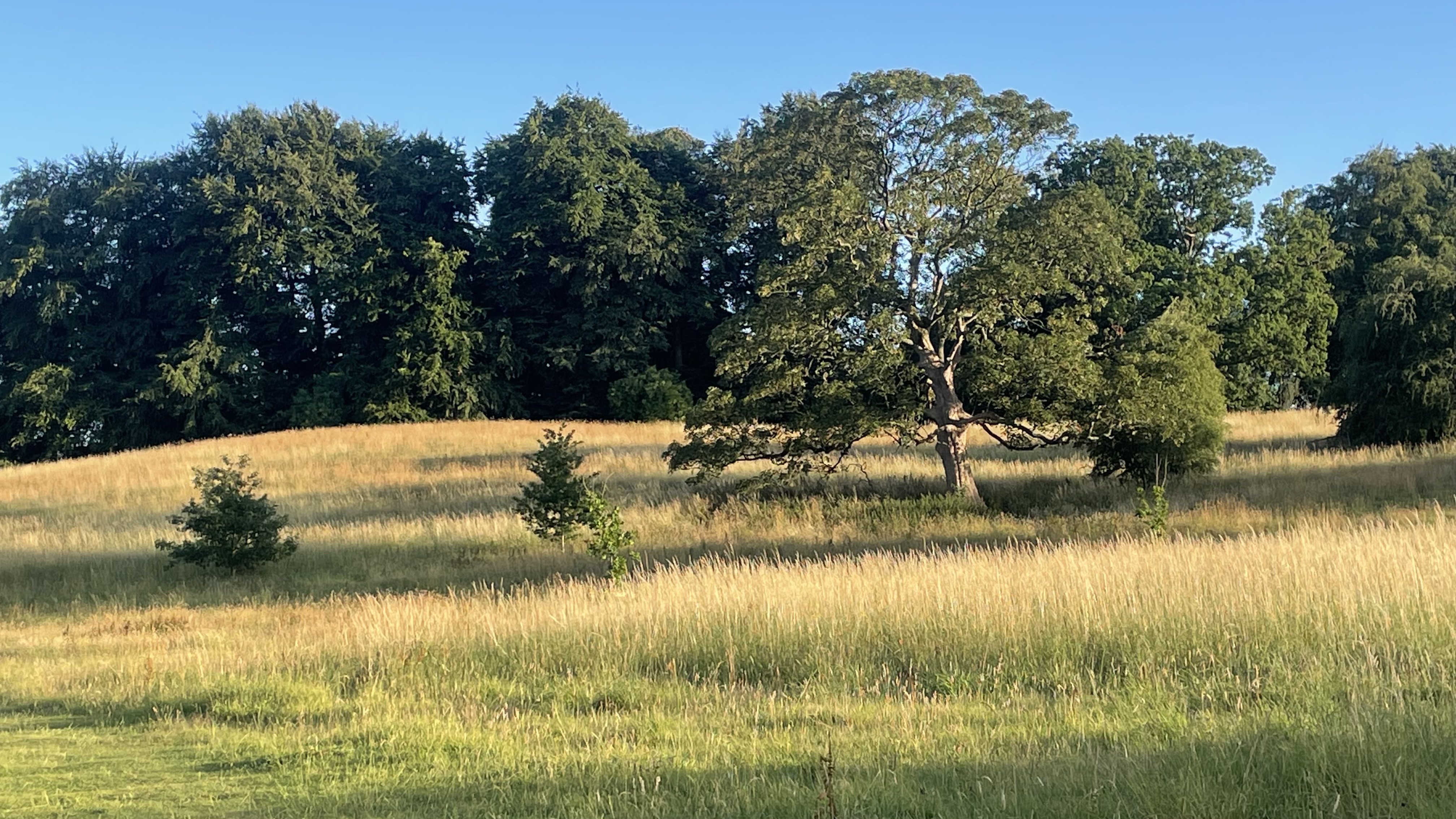 Summer scene at Jacob Smith Park